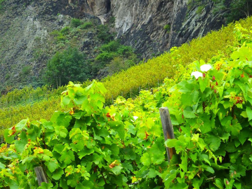 Weingut Und Hotel Haus Am Drachenloch バート・ホンネフ・アム・ライン エクステリア 写真